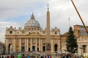 L’Albero di Natale, donato dalla Provincia di Catanzaro, è arrivato in piazza San Pietro