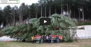 VIDEO | La Provincia dona l’albero a Papa Francesco, la presentazione dell’evento. Presente Oliverio